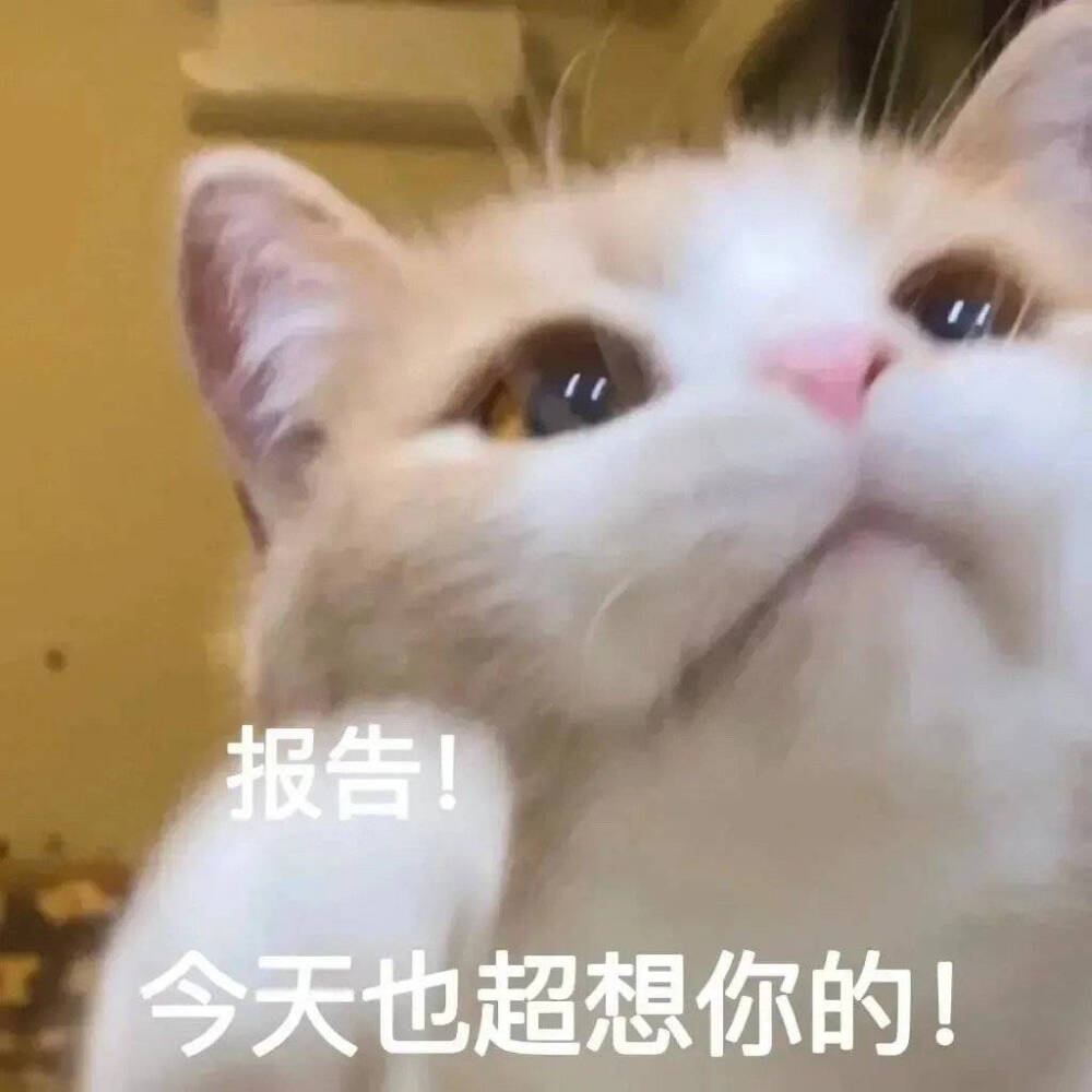 猫咪