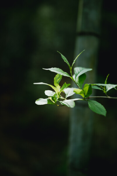 梅菜笋干的香味你闻到了吗
摄影：洪小漩
出镜：家人
这是一次特别的聚会。有心心念念一年，说想去看看笋干梅菜制作流程的羽希。有对外孙女思念成疾最后驱车来上虞把孩子“掳走”的老爸老妈。
爸爸妈妈一早从浦江…