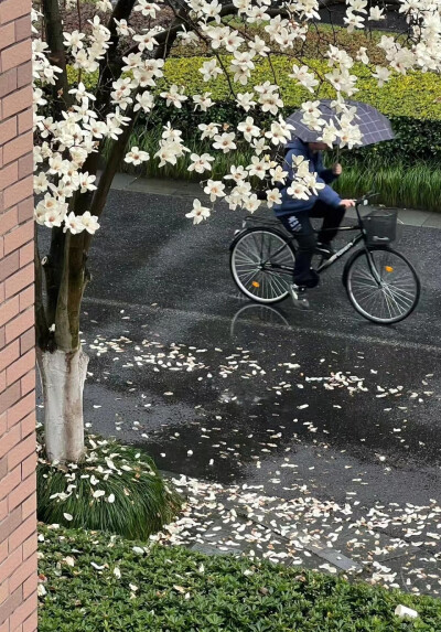 坠素翻红烟雨朦，花落知多少？