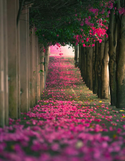 坠素翻红烟雨朦，花落知多少？