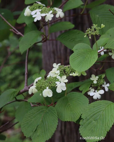 琼花/
琼花，又称聚八仙、蝴蝶花，是忍冬科荚蒾属。
没错，也是木绣球的亲戚，自然颜值不会差。