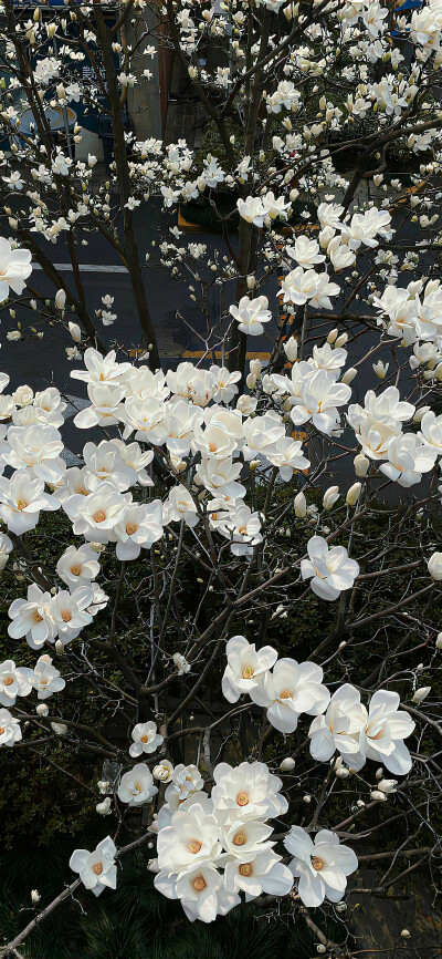 浪漫鲜花风景壁纸
图源网络/侵权删