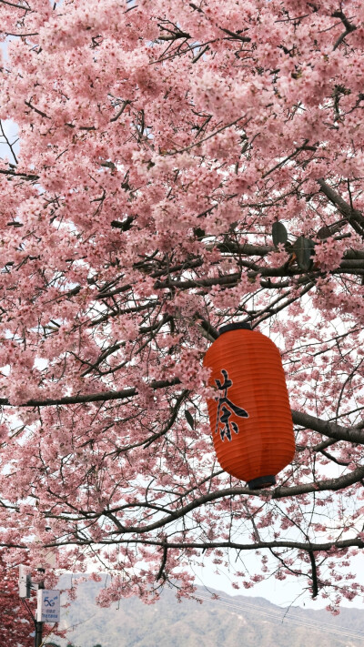 浪漫鲜花风景壁纸
图源网络/侵权删