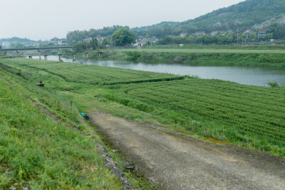 麦田疯长
摄影：洪小漩
出镜：菲比和羽希
每次经过这片坝，都忍不住想逗留片刻。有时候是麦苗，有时候是麦穗，有时候则是荒芜。
这次带羽希回家，去看看这片麦田。