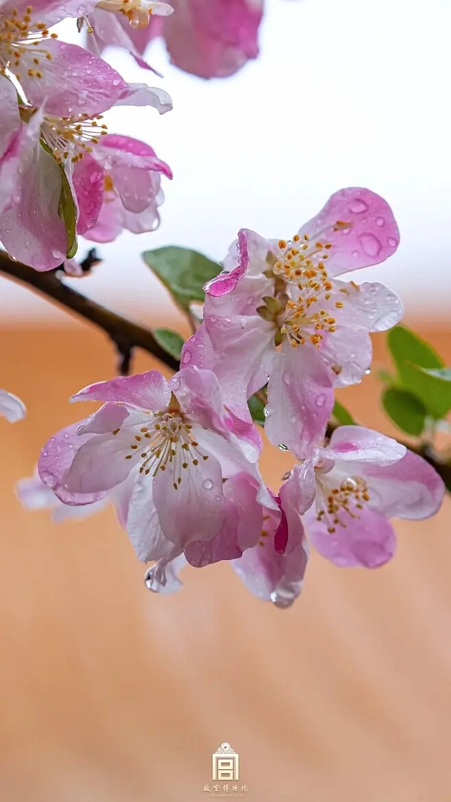 当金色的阳光洒下，光影交错之间，枝叶也仿佛被镶上了金边，呈现不一样的春之色彩。