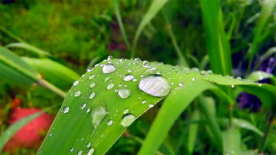 吉安随拍：芦苇叶上的雨滴