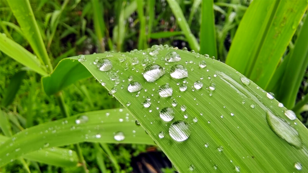 吉安随拍：芦苇叶上的雨滴