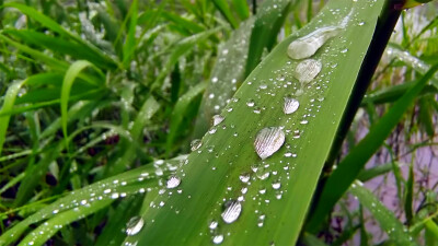 吉安随拍：芦苇叶上的雨滴