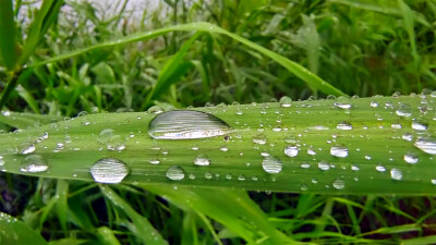 吉安随拍：芦苇叶上的雨滴