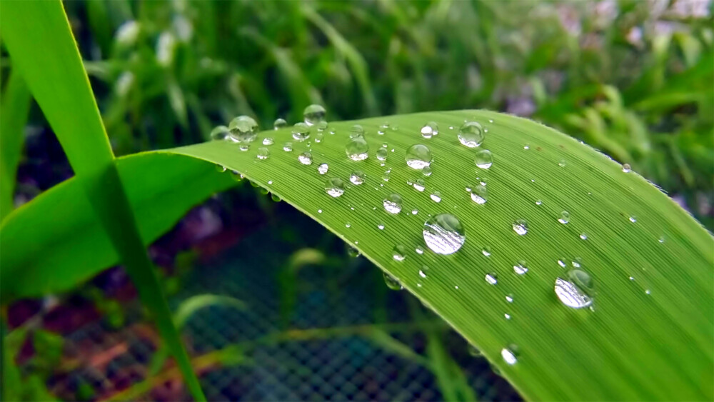 吉安随拍：芦苇叶上的雨滴