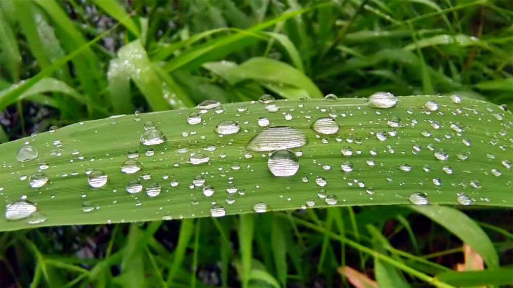 吉安随拍：芦苇叶上的雨滴