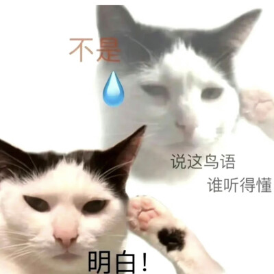 表情包