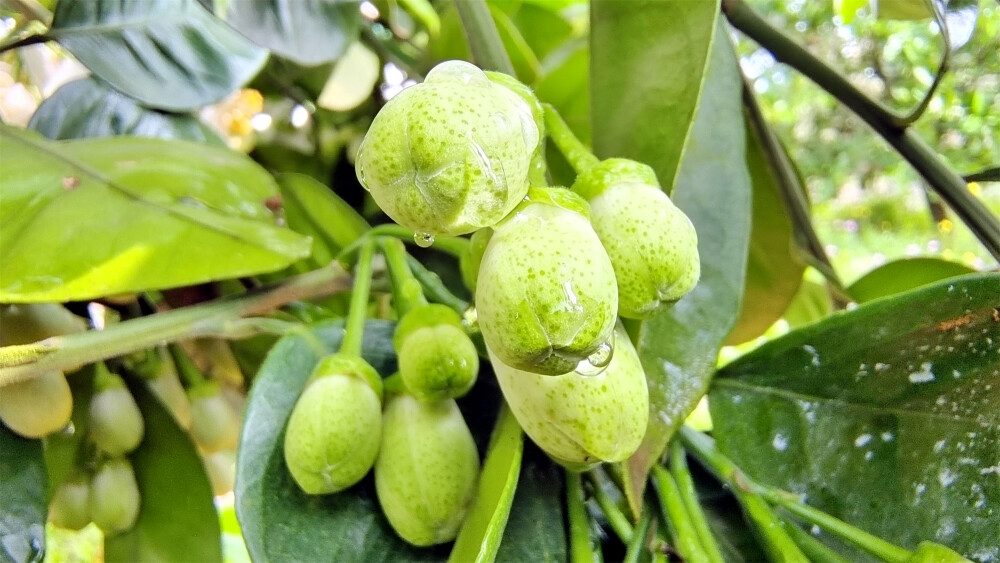 吉安随拍：柚子花苞上的雨滴