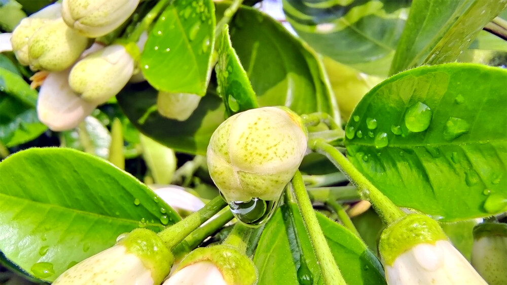 吉安随拍：柚子花苞上的雨滴