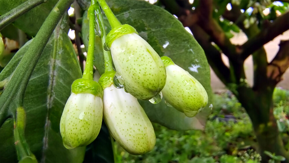 吉安随拍：柚子花苞上的雨滴