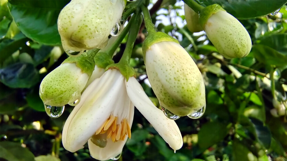 吉安随拍：柚子花苞上的雨滴