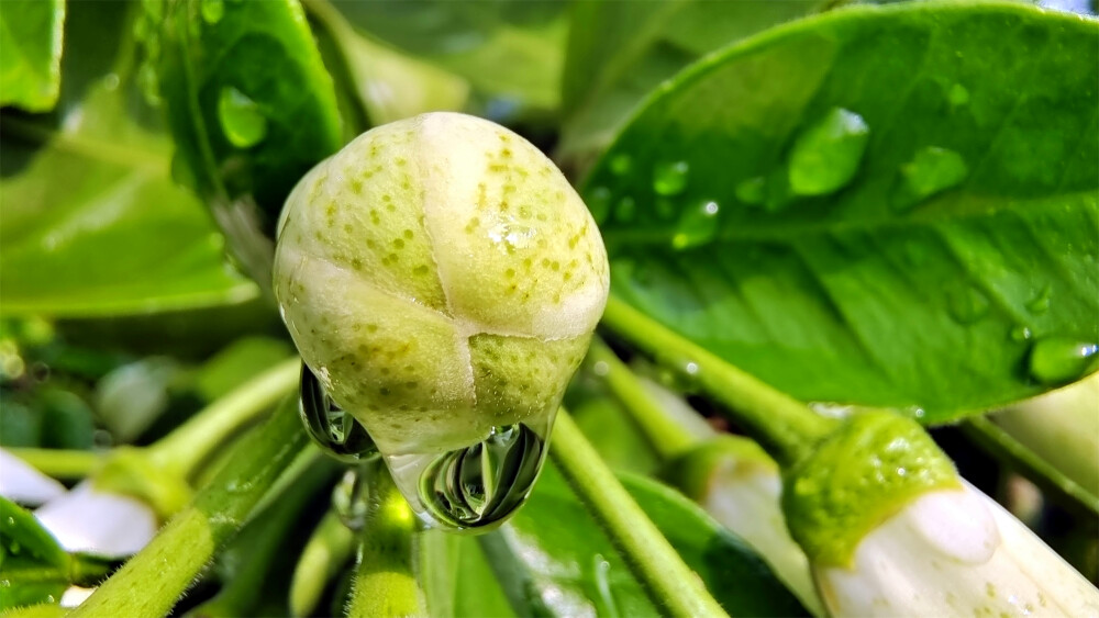 吉安随拍：柚子花苞上的雨滴