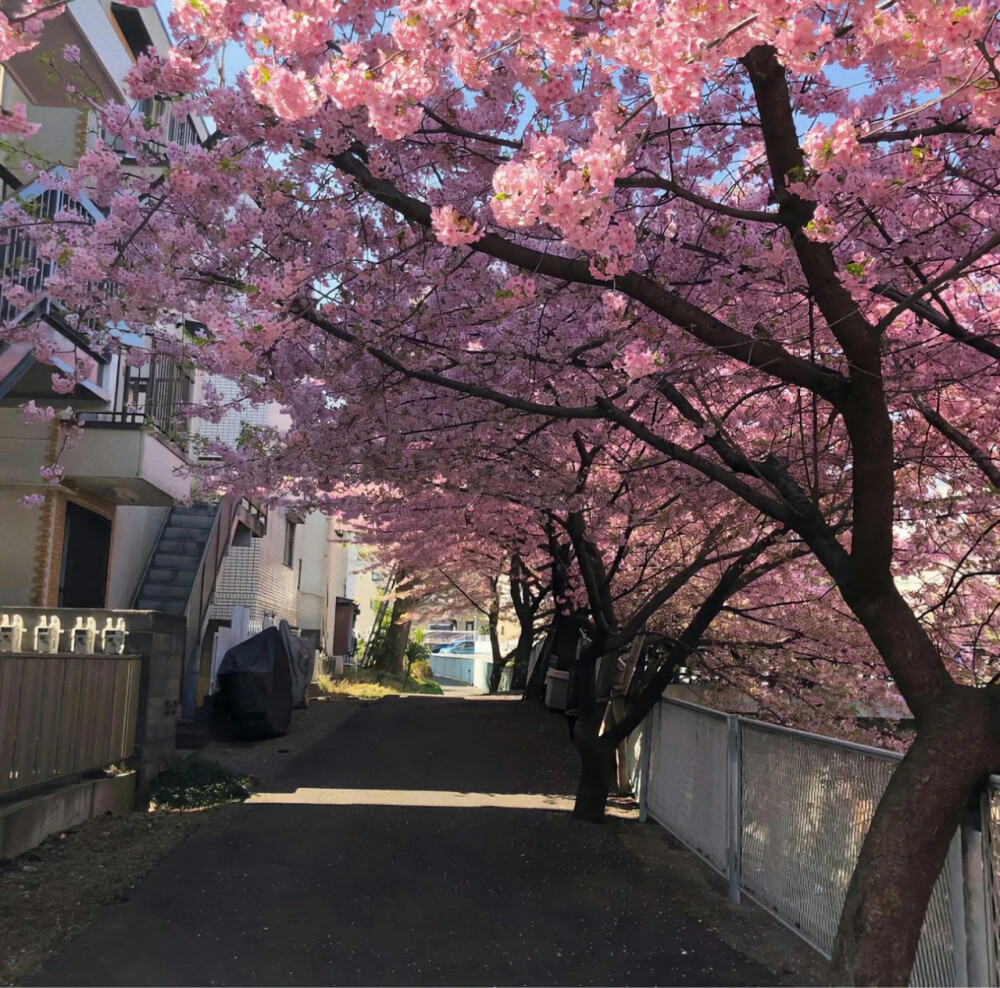 春日少女心背景图