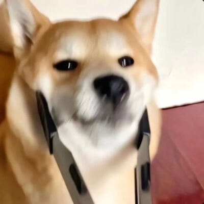 萌宠头像