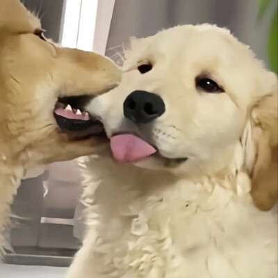萌宠头像