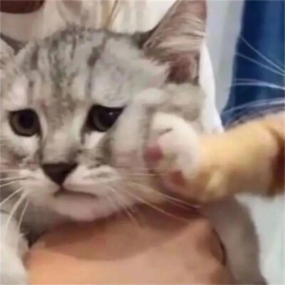 萌宠头像