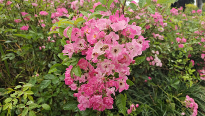 吉安赏花：邂逅七姊妹花海