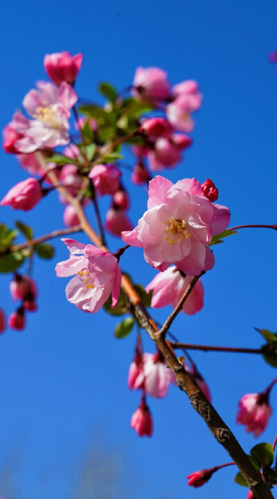 春天 花开