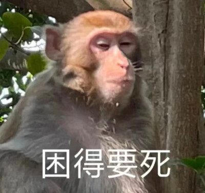 表情包包包包