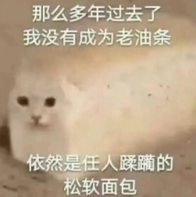 猫猫表情包