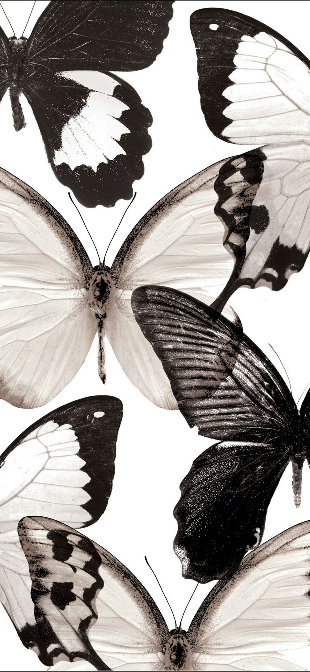 朋友圈背景 壁纸