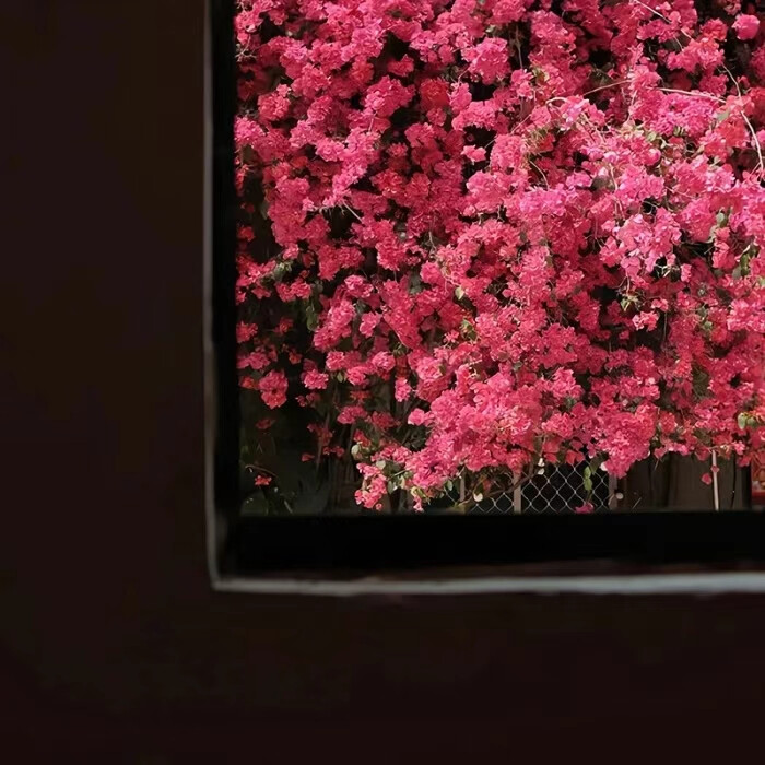 一起去看花吗