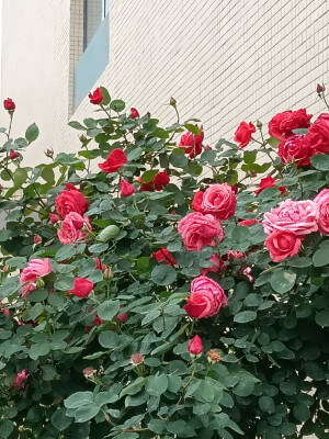 默认专辑