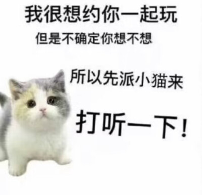 猫咪表情包