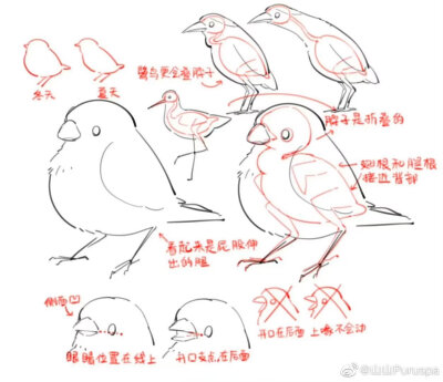 鸟的绘画方法