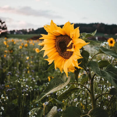 向日葵背景图