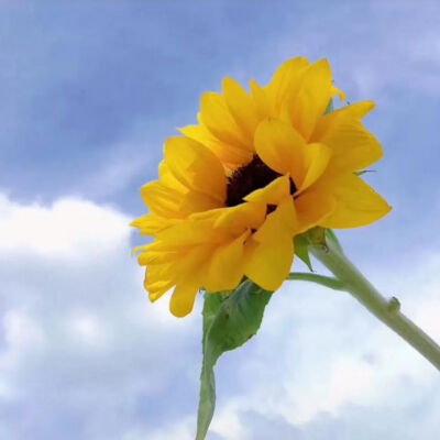 向日葵背景图