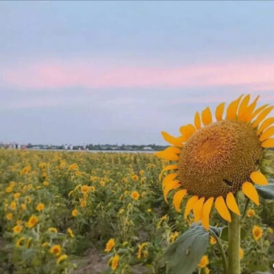 向日葵背景图