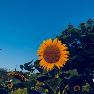 向日葵背景图