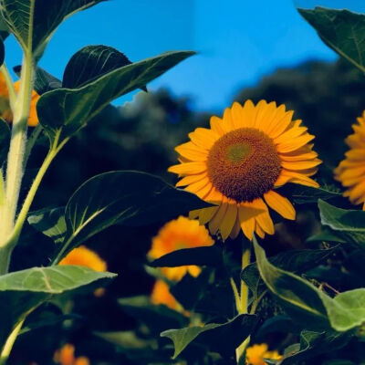向日葵背景图