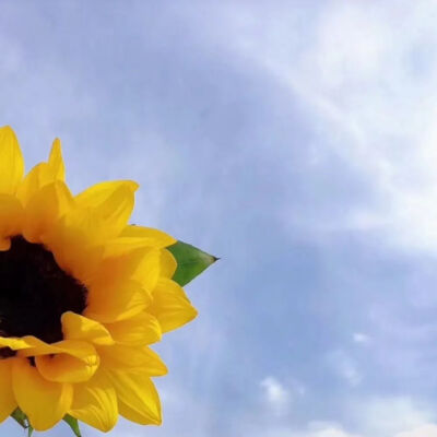 向日葵背景图
