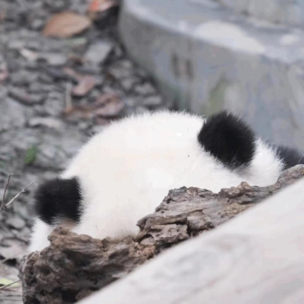 ＃萌宠头像＃萌宠＃熊猫花花＃喵星人＃侵权删