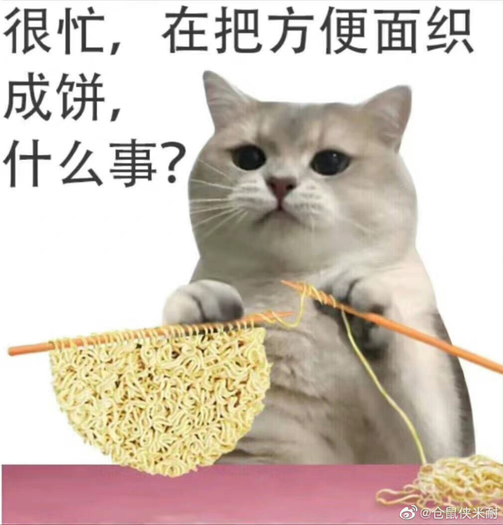 猫咪表情包