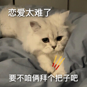 猫咪表情包