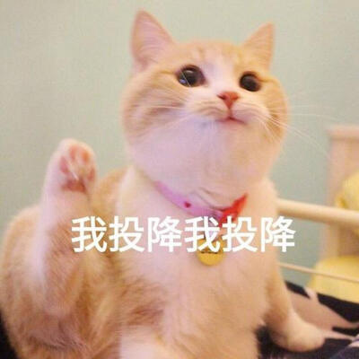 猫咪表情包