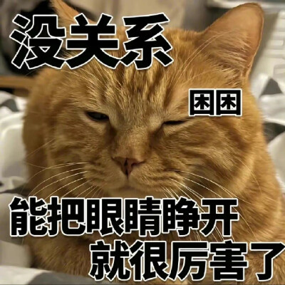 猫咪表情包