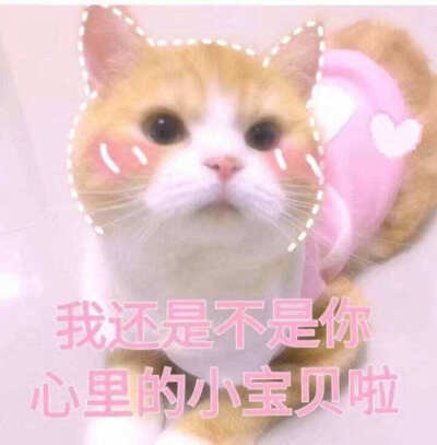 猫咪表情包