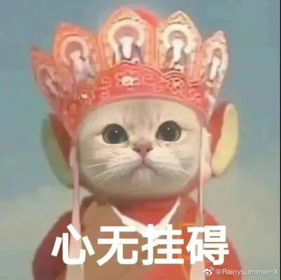 猫咪表情包