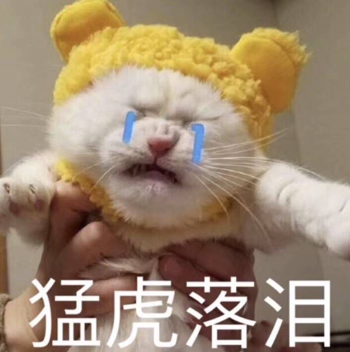 猫咪表情包