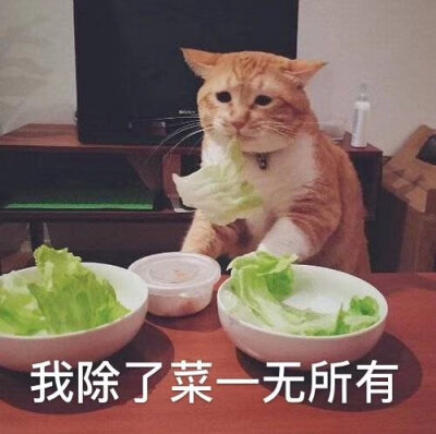 猫咪表情包