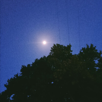 A TrEe